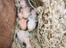 Fischer lovebirds baby available