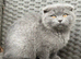 Scottish fold X BSH