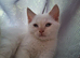 Beautiful Siberian / Neva Masquerade