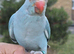 3-Month-Old Blue Female Indian Ringneck – Free-Flight Ready