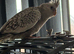 Beautiful cockatiel