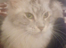 4 year old female maine coon