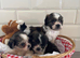 Absolutely stunning Yorkie poo puppies