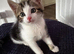 1x female kitten for sale