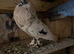 *Incredible* Spanish Ladino/horseman Pouters Pigeons for sale