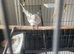 White male cockatiel
