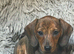 Just one left! Mini dachshund girl