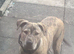 Cane corso cross presa canario
