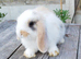 Minilop bunnies