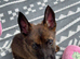 Belgian Shepard puppy
