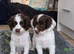 Cheeky Spaniel pups