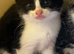Mixed breed kittens