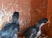 Black rock and bluebell Chicks