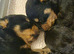 5 beautiful girl rottweiler pups
