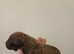 Staff x patterdale