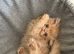 GCCF registered Persian kittens