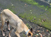 Whippet cross greyhound