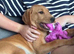 KC registered Labrador pups
