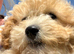 Cavachon x toy poodle puppies