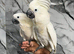 Baby HandReared Friendly Super Tame Cuddly Umbrella Cockatoo