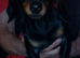 Daisy 7 month old dachshund