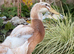 Pure bred male saxony duck