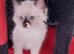 Beautiful adorable ragdoll lovely little girl.