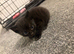 3 male tabby kittens for sale
