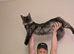 Tica registered mainecoons