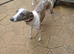 RKC Whippet Pups