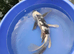 big shiro butterfly koi for sale 20inch