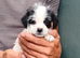 Tiniest Jackapooshih pups available