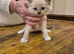 Ragdoll kittens