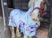 Beautiful Skewbald Mare, 6 years old, 13'1