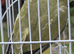 Young indian ringneck