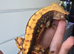 Tangerine cappuccino crested gecko -trades welcomed