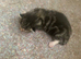 Mother and daughter,cat and kitten