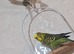 Budgies