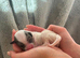 Cavapoo puppies