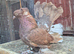 Indian fantail breeding pair in Wembley