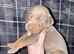 RKC Dobermans