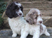 Cockapoo Puppies F1!