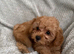 Ready to leave miniature cavapoochons