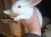 New Zealand white, 2 female, reduced to find a home.