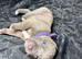 Blue Brindle Staffordshire Bull Terrier Puppies