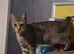 Kitten nearly 1