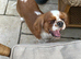 cavalier