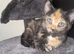 Gorgeous Russian Blue Mix Kittens &ndash; 1 Girl & 1 Boy
