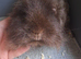 Gorgeous pair of chocolate guinea pigs