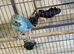 Female Turquoise Kakariki